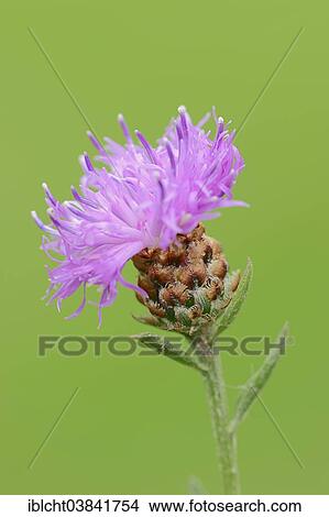 Picture - "Brown Knapweed (Centaurea jacea), blossom, North Rhine-Westphalia, Germany, Europe". Fotosearch