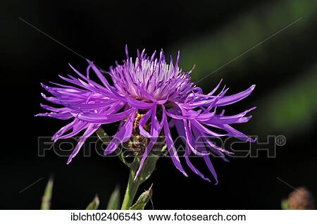 Stock Image - "Brown Knapweed or Brownray Knapweed (Centaurea jacea), North Rhine-Westphalia, Germany, Europe". Fotosearch