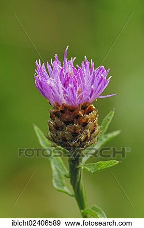 "Brown Knapweed or Brownray Knapweed (Centaurea jacea), North Rhine-Westphalia, Germany, Europe" View Large Photo Image Stock Photo - "Brown Knapweed or Brownray Knapweed (Centaurea jacea), North Rhine-Westphalia, Germany, Europe". Fotosearch