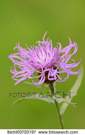 "Brown Knapweed or Brownray Knapweed (Centaurea jacea), North Rhine-Westphalia, Germany, Europe" View Large Photo Image Stock Photo - "Brown Knapweed or Brownray Knapweed (Centaurea jacea), North Rhine-Westphalia, Germany, Europe". Fotosearch