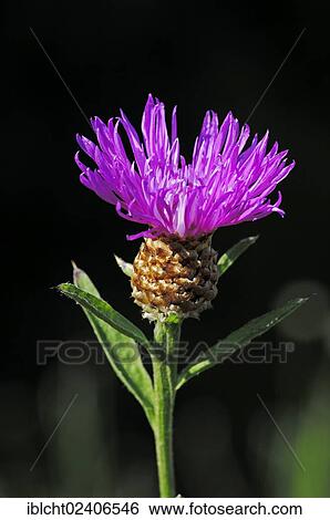 "Brown Knapweed or Brownray Knapweed (Centaurea jacea), North Rhine-Westphalia, Germany, Europe" View Large Photo Image Stock Photograph - "Brown Knapweed or Brownray Knapweed (Centaurea jacea), North Rhine-Westphalia, Germany, Europe". Fotosearch
