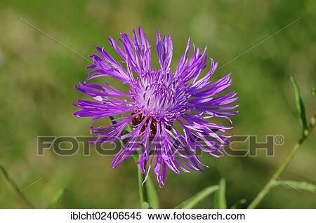 "Brown Knapweed or Brownray Knapweed (Centaurea jacea), North Rhine-Westphalia, Germany, Europe" View Large Photo Image Stock Photography - "Brown Knapweed or Brownray Knapweed (Centaurea jacea), North Rhine-Westphalia, Germany, Europe". Fotosearch