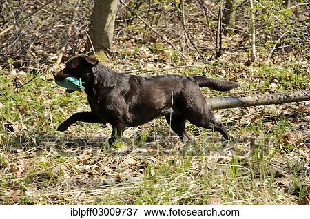 Brown Labrador Retriever carrying a dummy View Large Photo Image Stock Photo - Brown Labrador Retriever carrying a dummy. Fotosearch