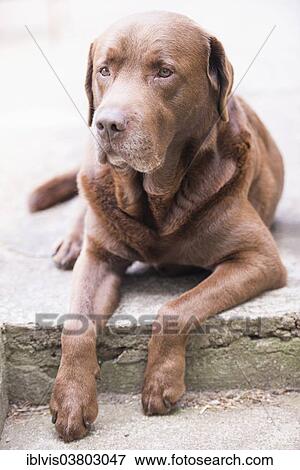 "Brown Labrador Retriever, lying" View Large Photo Image Stock Photo - "Brown Labrador Retriever, lying". Fotosearch