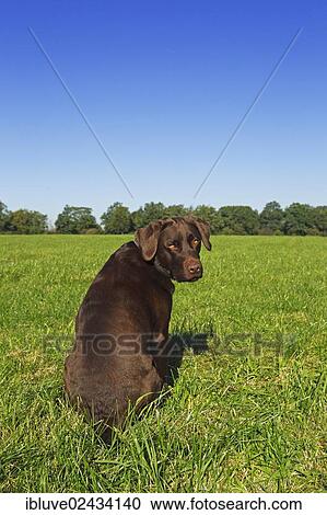 "Brown Labrador Retriever, male, sitting on a meadow" View Large Photo Image Stock Image - "Brown Labrador Retriever, male, sitting on a meadow". Fotosearch