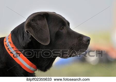 "Brown Labrador Retriever observing something, portrait" View Large Photo Image Stock Image - "Brown Labrador Retriever observing something, portrait". Fotosearch