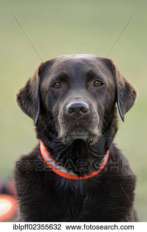 Stock Image - "Brown Labrador Retriever, portrait". Fotosearch