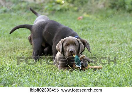 Brown Labrador Retriever puppy lying on a meadow with a duck plush toy in its mouth View Large Photo Image Stock Photography - Brown Labrador Retriever puppy lying on a meadow with a duck plush toy in its mouth. Fotosearch