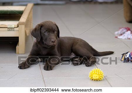 "Brown Labrador Retriever, puppy lying on tiles" View Large Photo Image Picture - "Brown Labrador Retriever, puppy lying on tiles". Fotosearch