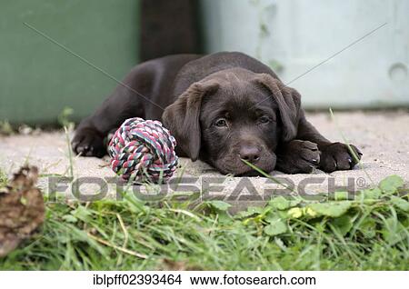 "Brown Labrador Retriever, puppy lying on a concrete floor next to a ball" View Large Photo Image Picture - "Brown Labrador Retriever, puppy lying on a concrete floor next to a ball". Fotosearch