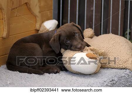 "Brown Labrador Retriever, puppy lying on a plush toy" View Large Photo Image Stock Image - "Brown Labrador Retriever, puppy lying on a plush toy". Fotosearch