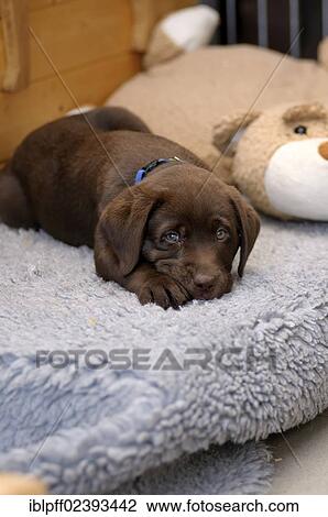Stock Image - "Brown Labrador Retriever, puppy lying on a vetbed next to a plush toy". Fotosearch
