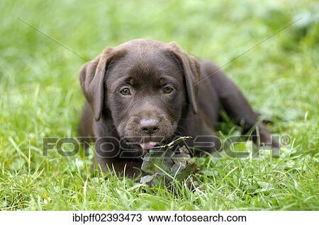 "Brown Labrador Retriever, puppy lying in a meadow with a leaf in its paws, sticking out its tongue" View Large Photo Image Stock Image - "Brown Labrador Retriever, puppy lying in a meadow with a leaf in its paws, sticking out its tongue". Fotosearch