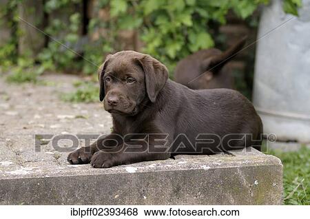 "Brown Labrador Retriever, puppy lying on a paved terrace" View Large Photo Image Stock Photo - "Brown Labrador Retriever, puppy lying on a paved terrace". Fotosearch