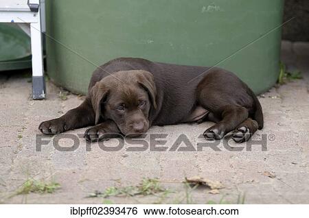 "Brown Labrador Retriever, puppy lying in front of a barrel" View Large Photo Image Stock Photograph - "Brown Labrador Retriever, puppy lying in front of a barrel". Fotosearch
