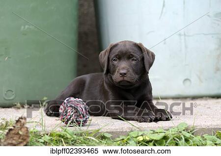 Stock Photography - "Brown Labrador Retriever, puppy lying on a concrete floor next to a ball". Fotosearch