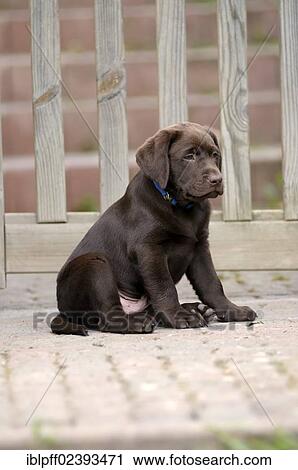 "Brown Labrador Retriever, puppy sitting in front of a wooden gate" View Large Photo Image Stock Image - "Brown Labrador Retriever, puppy sitting in front of a wooden gate". Fotosearch