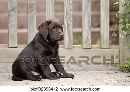"Brown Labrador Retriever, puppy sitting in front of a wooden gate" View Large Photo Image Stock Image - "Brown Labrador Retriever, puppy sitting in front of a wooden gate". Fotosearch