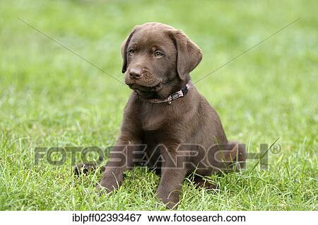 "Brown Labrador Retriever, puppy sitting in a meadow" View Large Photo Image Stock Photo - "Brown Labrador Retriever, puppy sitting in a meadow". Fotosearch