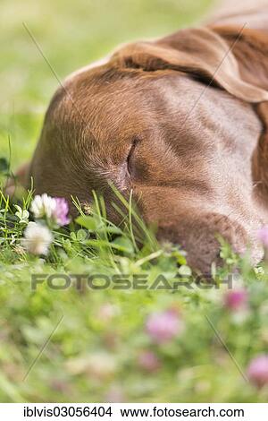 "Brown labrador retriever sleeping on lawn, Sweden, Europe" View Large Photo Image Picture - "Brown labrador retriever sleeping on lawn, Sweden, Europe". Fotosearch