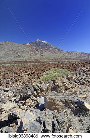 "Brown lava fields in the Boca de Tauces, Pico del Teide at the back, UNESCO World Heritage Site, Parque National del Teide y las Canadas, Teide National Park, Tenerife, Canary Islands, Spain, Europe" View Large Photo Image Stock Photography - "Brown lava fields in the Boca de Tauces, Pico del Teide at the back, UNESCO World Heritage Site, Parque National del Teide y las Canadas, Teide National Park, Tenerife, Canary Islands, Spain, Europe". Fotosearch