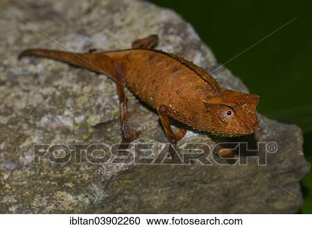 Stock Image - "Brown Leaf Chameleon (Brookesia superciliaris) Marojejy National Park, Madagascar, Africa". Fotosearch