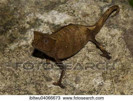 Stock Image - "Brown Leaf Chameleon (Brookesia superciliaris) in the rainforest of Marojejy, northeast Madagascar, Madagascar, Africa". Fotosearch