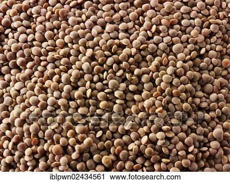 Brown lentils View Large Photo Image Stock Image - Brown lentils. Fotosearch