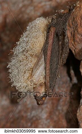 "Brown Long-eared Bat or Common Long-eared Bat (Plecotus auritus) in hibernation, Nordhessen, Bad Hersfeld, Hesse, Germany, Europe" View Large Photo Image Stock Photography - "Brown Long-eared Bat or Common Long-eared Bat (Plecotus auritus) in hibernation, Nordhessen, Bad Hersfeld, Hesse, Germany, Europe". Fotosearch