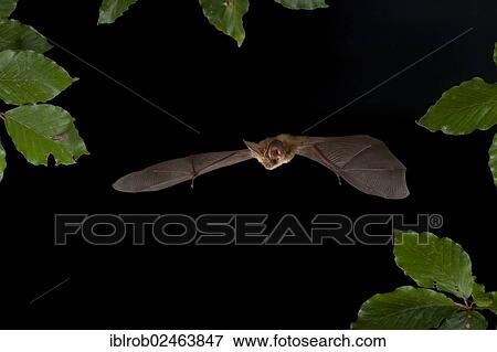 "Brown Long-eared Bat (Plecotus auritus) in flight, Thuringia, Germany, Europe" View Large Photo Image Stock Photo - "Brown Long-eared Bat (Plecotus auritus) in flight, Thuringia, Germany, Europe". Fotosearch