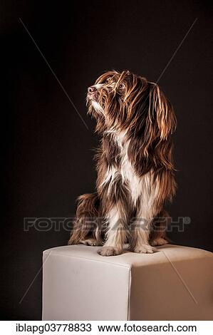 Brown mixed-breed dog sitting on a stool View Large Photo Image Stock Image - Brown mixed-breed dog sitting on a stool. Fotosearch