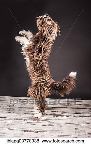 Brown mixed-breed dog standing on its hind legs View Large Photo Image Stock Photo - Brown mixed-breed dog standing on its hind legs. Fotosearch