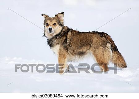 Picture - "Brown mongrel dog standing in the snow, Crailsheim, Hohenlohe, Baden-Wurttemberg, Germany, Europe". Fotosearch