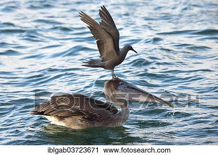 "Brown Noddy (Anous stolidus galapagensis) sitting on the head of a Brown Pelican (Pelecanus occidentalis urinator) and trying to steal a fish in its beak during a feeding frenzy, Santa Cruz Island, Galapagos Islands, Ecuador, South America" View Large Photo Image Stock Image - "Brown Noddy (Anous stolidus galapagensis) sitting on the head of a Brown Pelican (Pelecanus occidentalis urinator) and trying to steal a fish in its beak during a feeding frenzy, Santa Cruz Island, Galapagos Islands, Ecuador, South America". Fotosearch