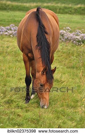 "Brown or chestnut coloured horse grazing on a pasture, PublicGround" View Large Photo Image Stock Photo - "Brown or chestnut coloured horse grazing on a pasture, PublicGround". Fotosearch