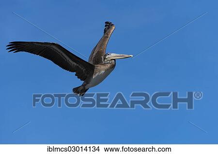 "Brown Pelican (Pelecanus occidentalis) in flight, Hafen, monterey, California, United States, North America" View Large Photo Image Picture - "Brown Pelican (Pelecanus occidentalis) in flight, Hafen, monterey, California, United States, North America". Fotosearch