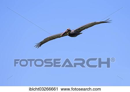 "Brown Pelican (Pelecanus occidentalis) in flight, Sanibel Island, Florida, United States, North America" View Large Photo Image Stock Image - "Brown Pelican (Pelecanus occidentalis) in flight, Sanibel Island, Florida, United States, North America". Fotosearch