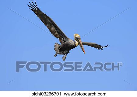 "Brown Pelican (Pelecanus occidentalis) in flight, Sanibel Island, Florida, United States, North America" View Large Photo Image Stock Image - "Brown Pelican (Pelecanus occidentalis) in flight, Sanibel Island, Florida, United States, North America". Fotosearch