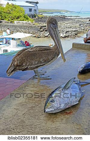 "Brown Pelican (Pelecanus occidentalis) in the fishing port of Puerto Ayora, Santa Cruz Island, Indefatigable Island, Galapagos Islands, UNESCO World Natural Heritage Site, Ecuador, South America" View Large Photo Image Stock Image - "Brown Pelican (Pelecanus occidentalis) in the fishing port of Puerto Ayora, Santa Cruz Island, Indefatigable Island, Galapagos Islands, UNESCO World Natural Heritage Site, Ecuador, South America". Fotosearch