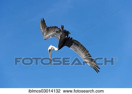 "Brown Pelican (Pelecanus occidentalis) in flight, Hafen, monterey, California, United States, North America" View Large Photo Image Stock Image - "Brown Pelican (Pelecanus occidentalis) in flight, Hafen, monterey, California, United States, North America". Fotosearch