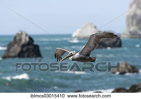 "Brown Pelican (Pelecanus occidentalis) in flight, Crescent CitY, California, United States, North America" View Large Photo Image Stock Image - "Brown Pelican (Pelecanus occidentalis) in flight, Crescent CitY, California, United States, North America". Fotosearch