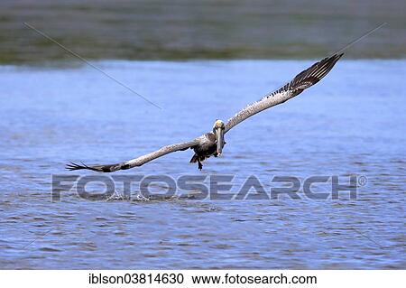 "Brown Pelican (Pelecanus occidentalis) flying, Sanibel Island, Florida, USA" View Large Photo Image Stock Image - "Brown Pelican (Pelecanus occidentalis) flying, Sanibel Island, Florida, USA". Fotosearch