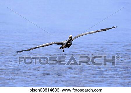 "Brown Pelican (Pelecanus occidentalis) flying, Sanibel Island, Florida, USA" View Large Photo Image Stock Image - "Brown Pelican (Pelecanus occidentalis) flying, Sanibel Island, Florida, USA". Fotosearch