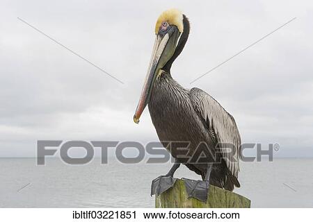 "Brown Pelican (Pelecanus occidentalis) standing on a post, St. Petersburg, Florida, United States, North America" View Large Photo Image Stock Image - "Brown Pelican (Pelecanus occidentalis) standing on a post, St. Petersburg, Florida, United States, North America". Fotosearch
