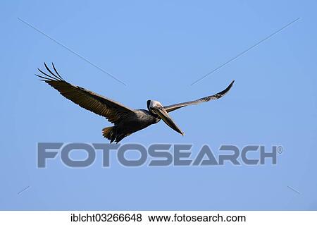 "Brown Pelican (Pelecanus occidentalis) in flight, Sanibel Island, Florida, United States, North America" View Large Photo Image Stock Photo - "Brown Pelican (Pelecanus occidentalis) in flight, Sanibel Island, Florida, United States, North America". Fotosearch