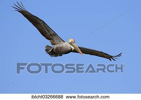 "Brown Pelican (Pelecanus occidentalis) in flight, Sanibel Island, Florida, United States, North America" View Large Photo Image Stock Photo - "Brown Pelican (Pelecanus occidentalis) in flight, Sanibel Island, Florida, United States, North America". Fotosearch