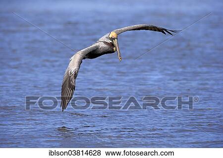 "Brown Pelican (Pelecanus occidentalis) flying, Sanibel Island, Florida, USA" View Large Photo Image Stock Photo - "Brown Pelican (Pelecanus occidentalis) flying, Sanibel Island, Florida, USA". Fotosearch