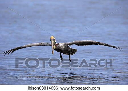 "Brown Pelican (Pelecanus occidentalis) flying, Sanibel Island, Florida, USA" View Large Photo Image Stock Photograph - "Brown Pelican (Pelecanus occidentalis) flying, Sanibel Island, Florida, USA". Fotosearch