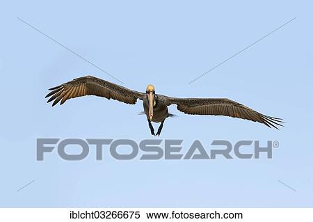 "Brown Pelican (Pelecanus occidentalis) in flight, Sanibel Island, Florida, United States, North America" View Large Photo Image Stock Photography - "Brown Pelican (Pelecanus occidentalis) in flight, Sanibel Island, Florida, United States, North America". Fotosearch