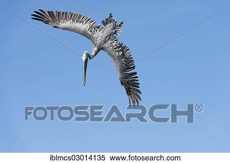 "Brown Pelican (Pelecanus occidentalis) in flight, Hafen, monterey, California, United States, North America" View Large Photo Image Stock Photography - "Brown Pelican (Pelecanus occidentalis) in flight, Hafen, monterey, California, United States, North America". Fotosearch